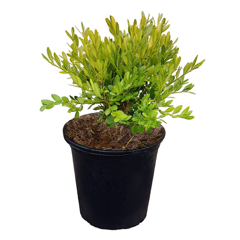 Get Green Gem Dwarf Boxwood in #1 pot in MI at English Gardens