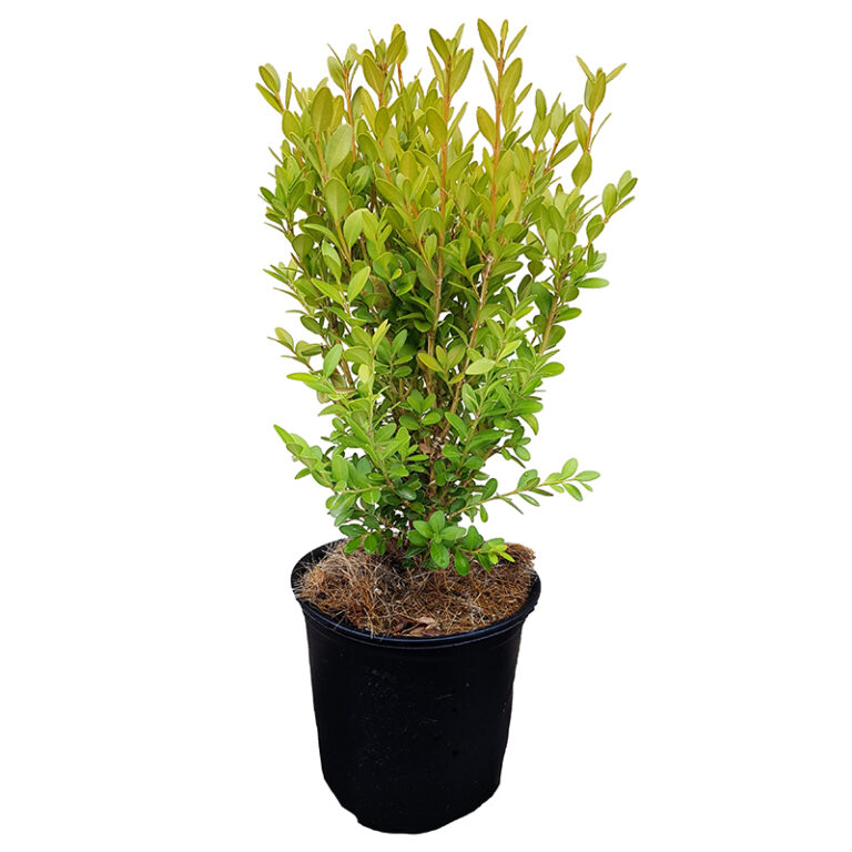 Get Green Mountain Boxwood in #1 pot in MI at English Gardens Nurseries
