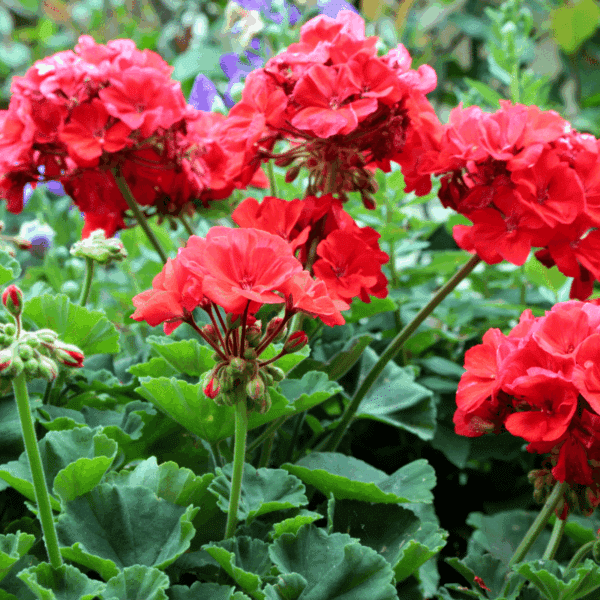 DeerResistant Plants English Gardens