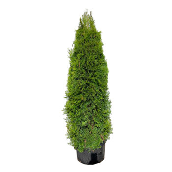 Get Emerald Green Arborvitae In 10 Pot 6 To 7 Feet Tall In Mi At English Gardens Nurseries Serving Clinton Township Dearborn Heights Eastpointe Royal Oak West Bloomfield And The Plymouth