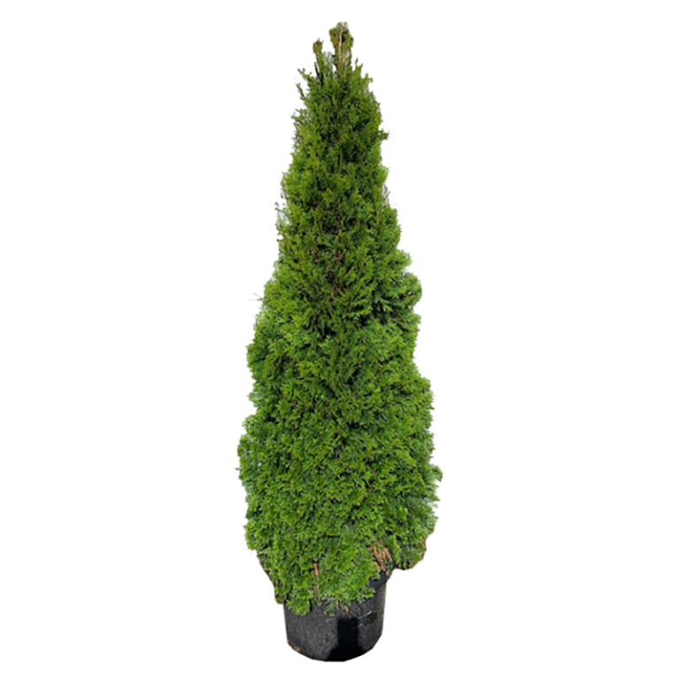 Get Emerald Green Arborvitae in #10 pot; 6 to 7-feet tall in MI at