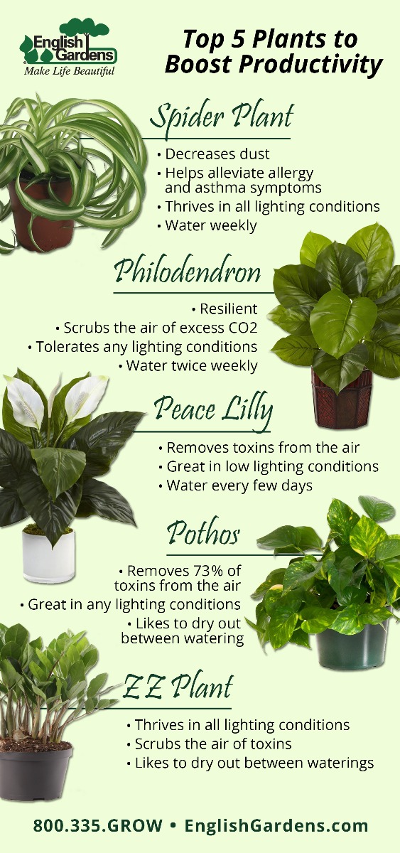 Top 5 House Plants for the Office English Gardens