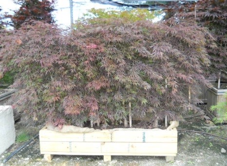 Plant Spotlight: Plant Screens - English Gardens