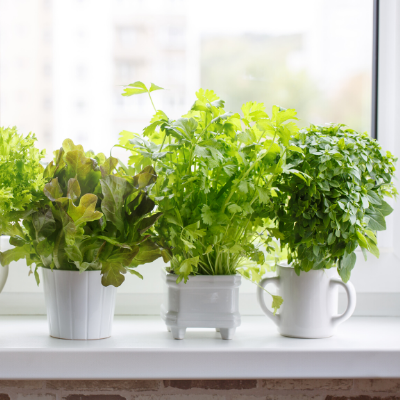 Grow Herbs Indoors