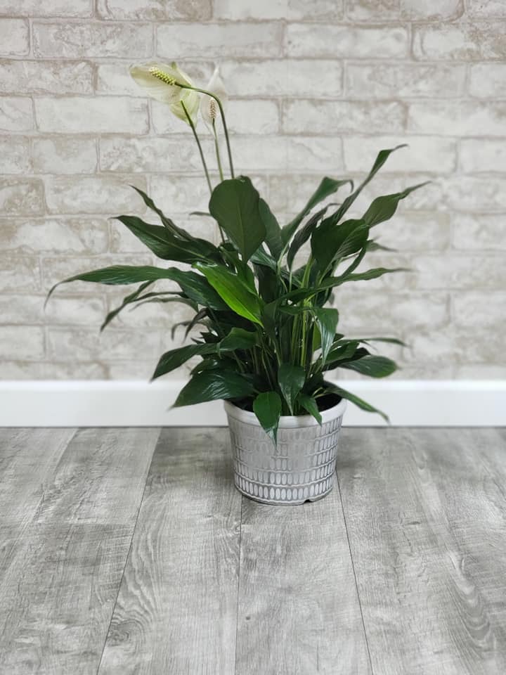 Peace Lily