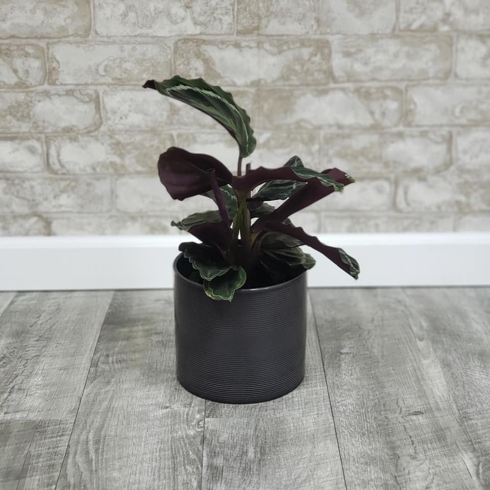 Calathea