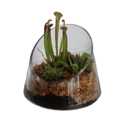 Carnivorous Plant Terrarium