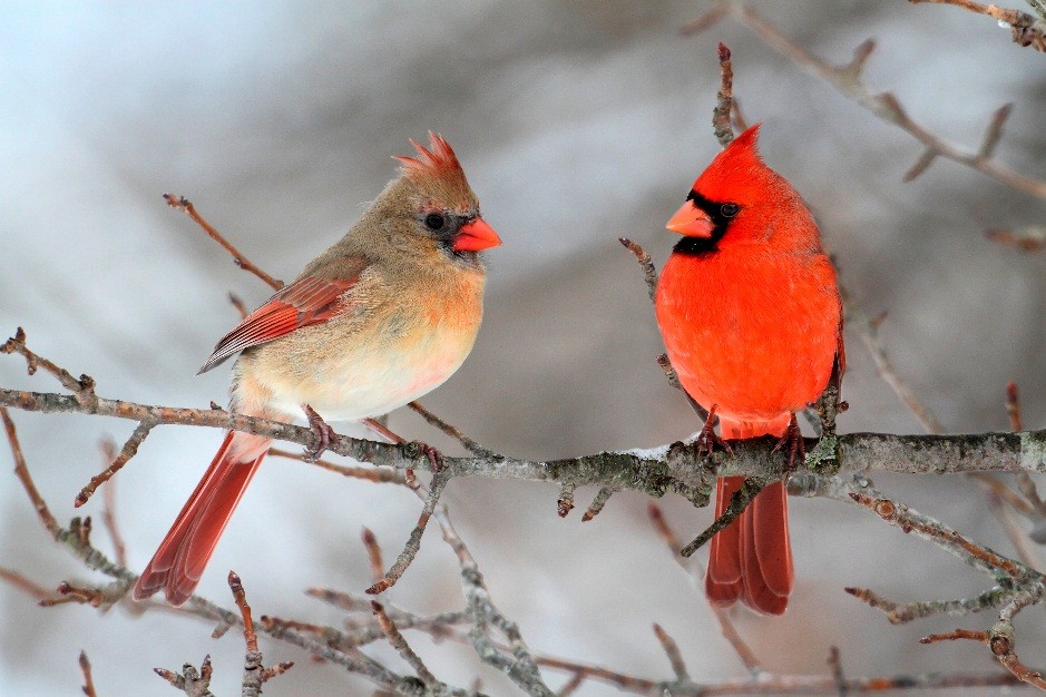 Two Cardinals Sitting on Branch in Winter