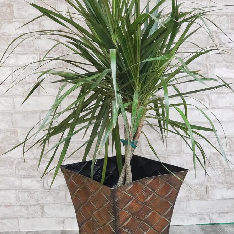 Dracaena Marginata