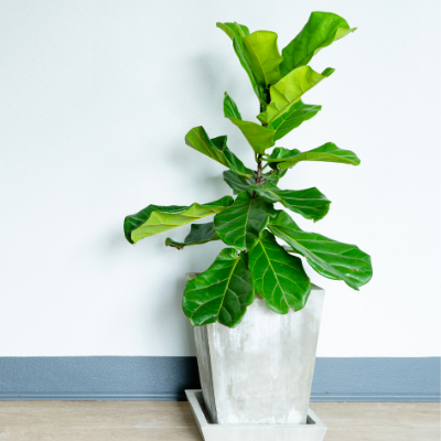 Fiddle Leaf Fig