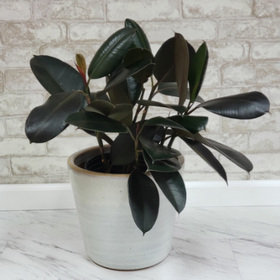 Ficus Burgundy 
