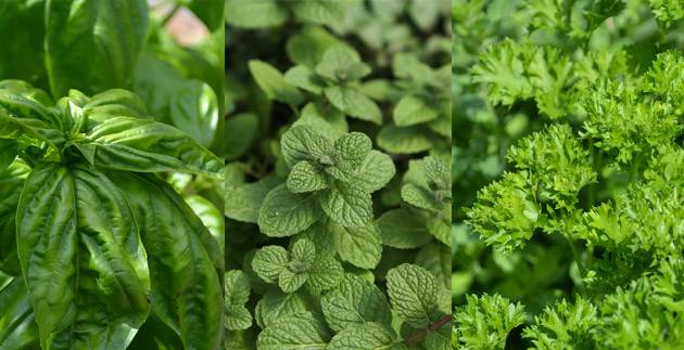 Basil, Mint and Parsley Photo