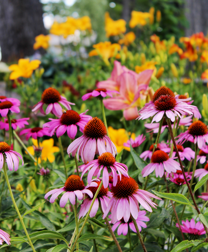 Six Tips to a No-work Cottage Garden – English Gardens