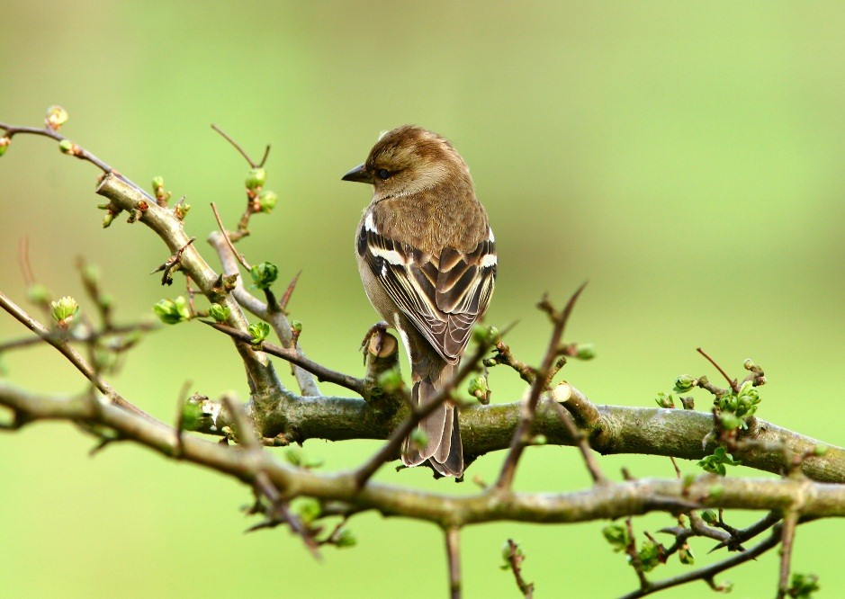 Black and White Stripe Bird on Blooming Tree Branch