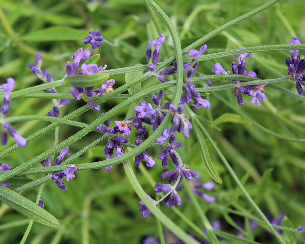 Lavendar