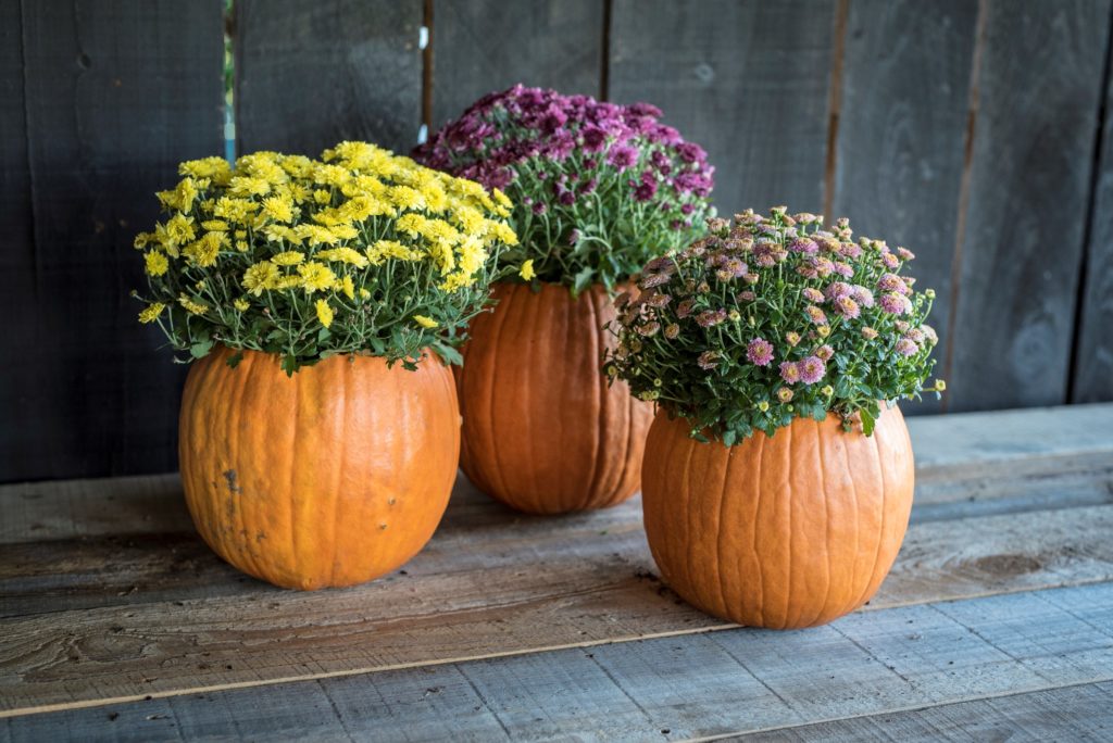 Pumpkin planters